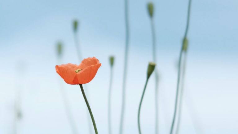 Scopri di più sull'articolo Il premio della fede