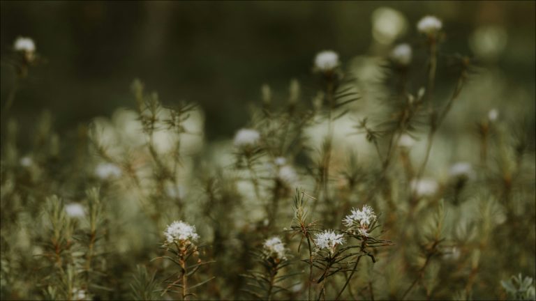 Scopri di più sull'articolo Dio ha ogni cosa sotto controllo